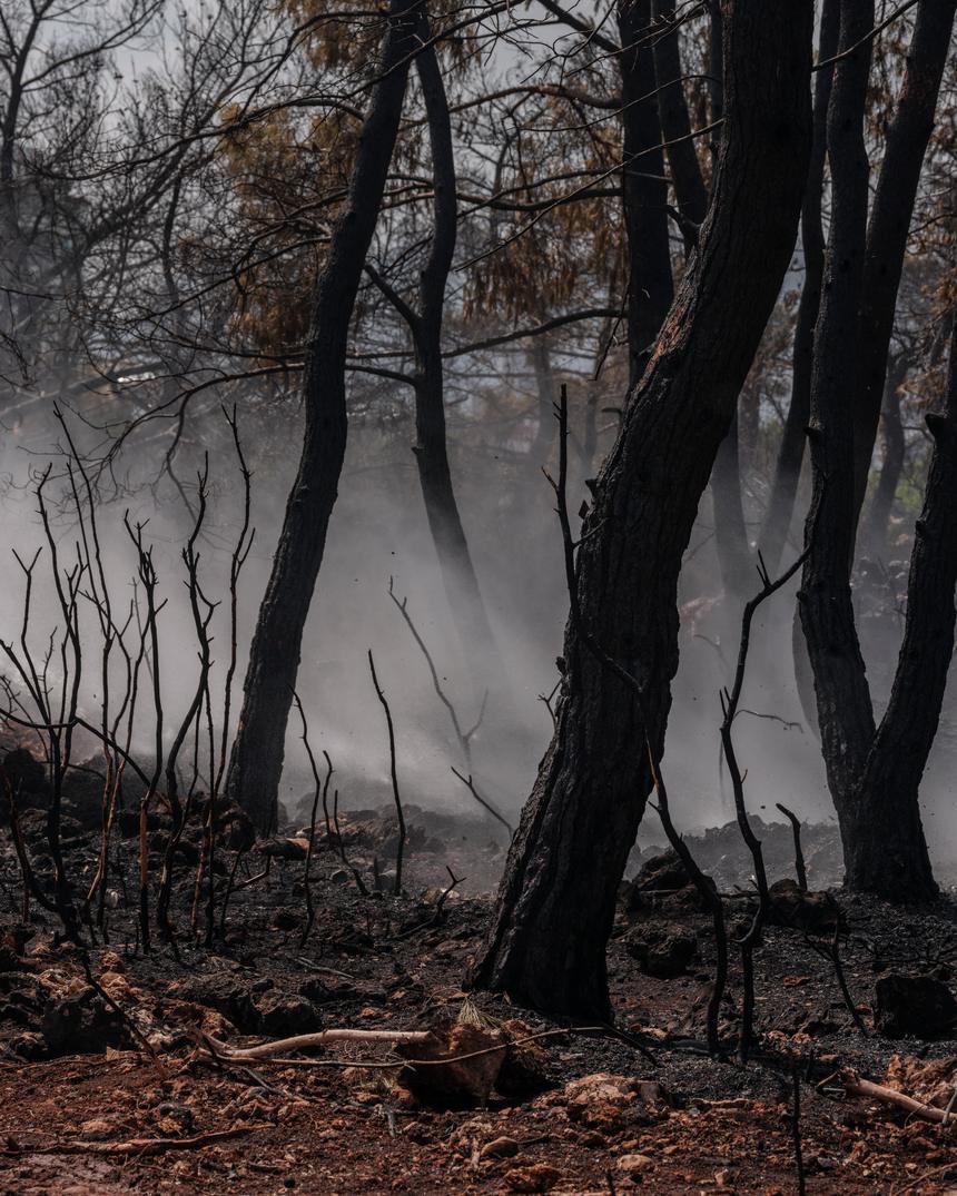 Un bosco bruciato dopo un incendio, con il fumo che sale tra i tronchi anneriti